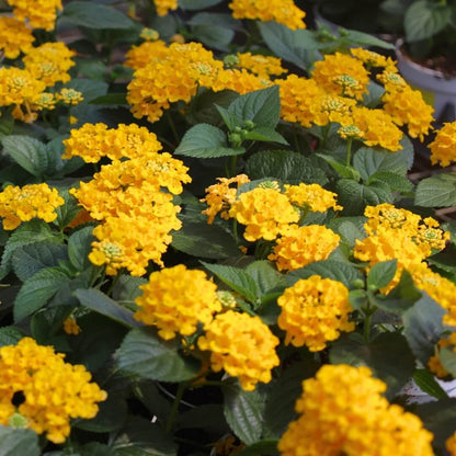 Deep Yellow Lantana plant