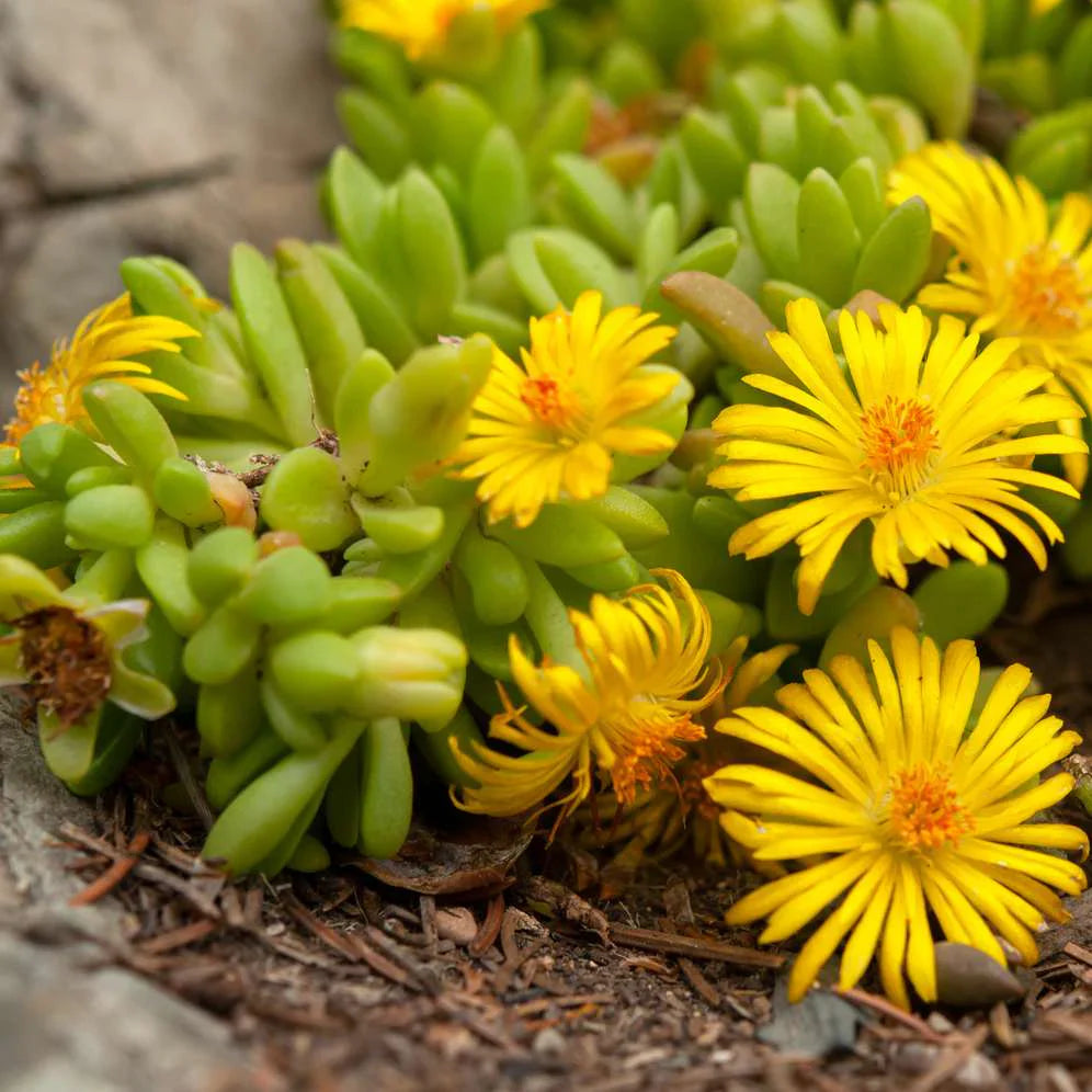 Yellow Delosperma flower seeds
