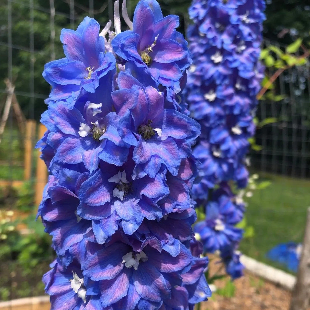 Candle Larkspur Delphinium plant