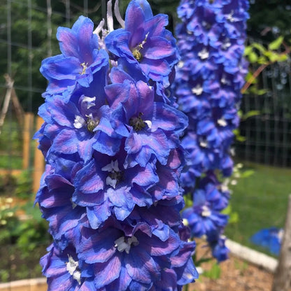 Candle Larkspur Delphinium plant