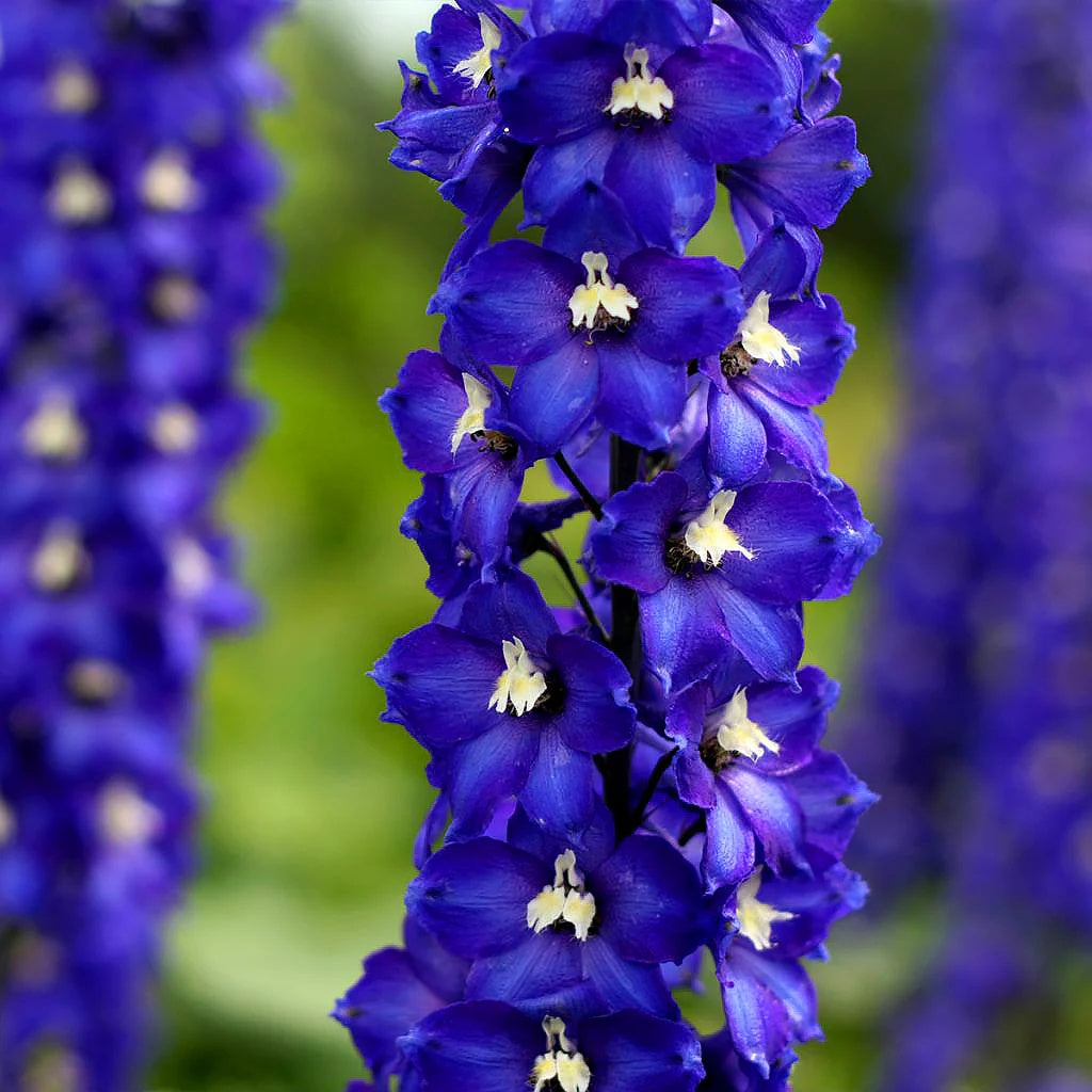 Candle Larkspur Delphinium plant