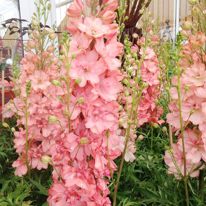Pink Delphinium plant