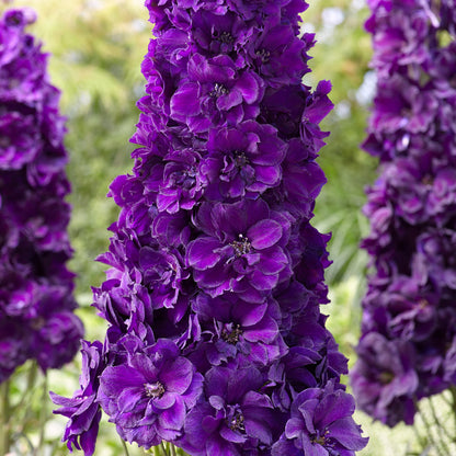 Black Knight Delphinium plant