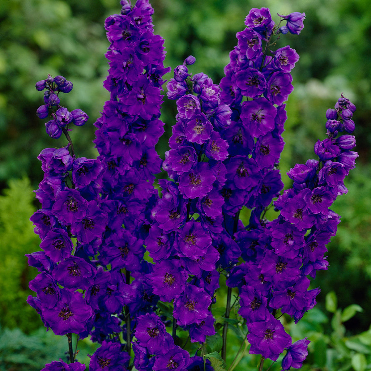 Black Knight Delphinium plant