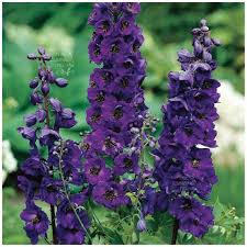 Black Knight Delphinium plant