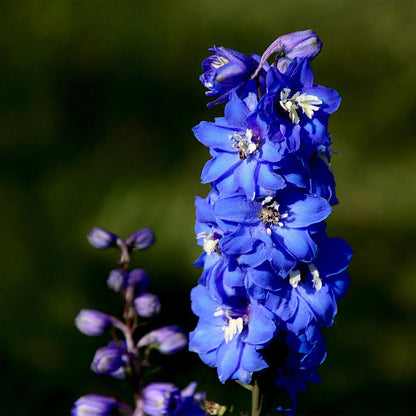 Candle Larkspur Delphinium plant