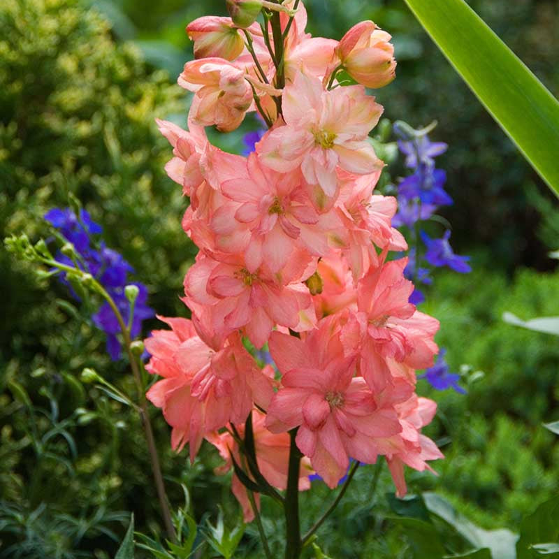 Pink Delphinium plant