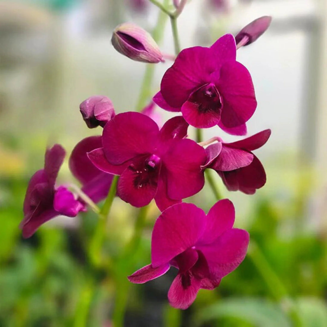 Pink Red flower seeds