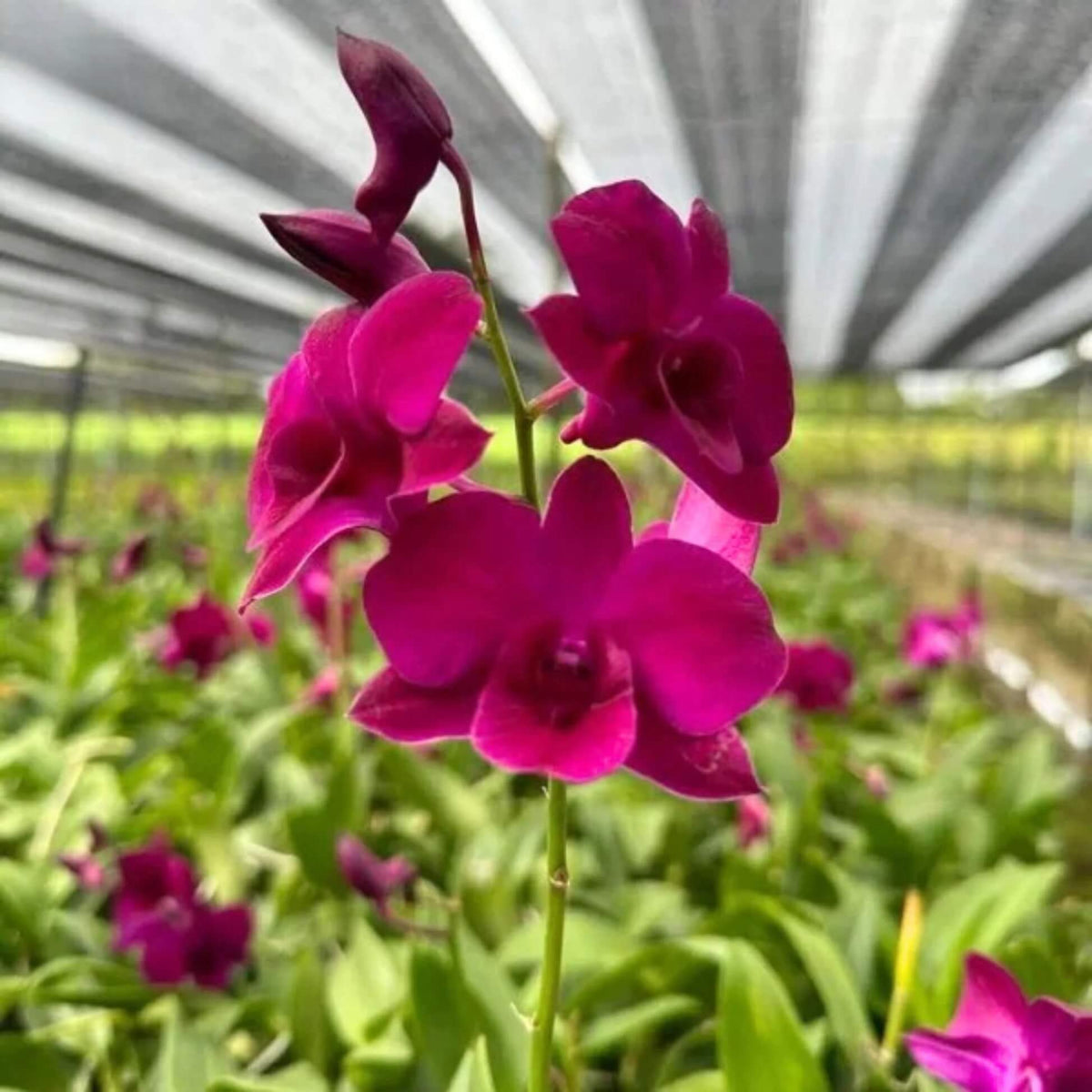 Red Dendrobium Orchid plant