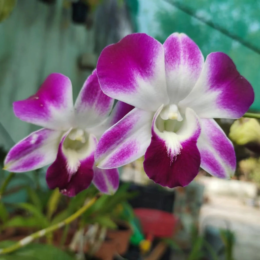 Purple And flower seeds