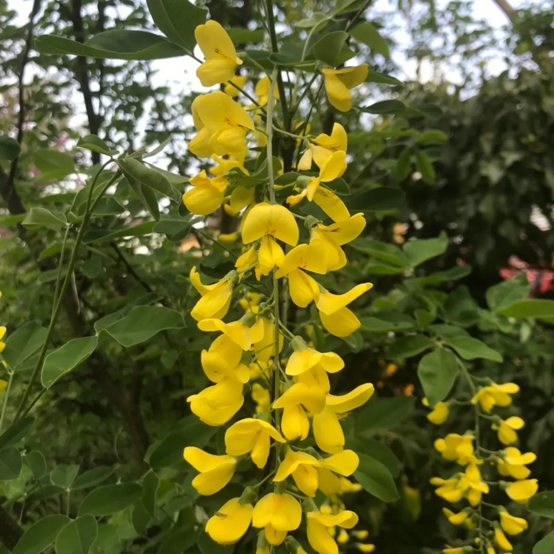 Yellow Anagyroides flower seeds