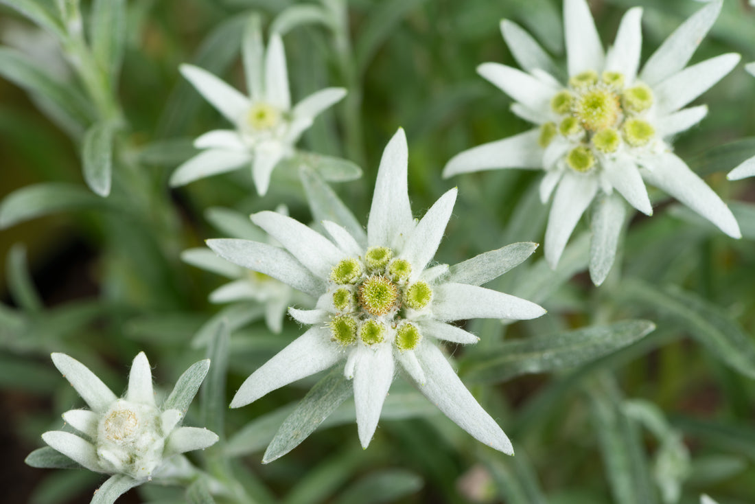 Edelweiss flower seeds