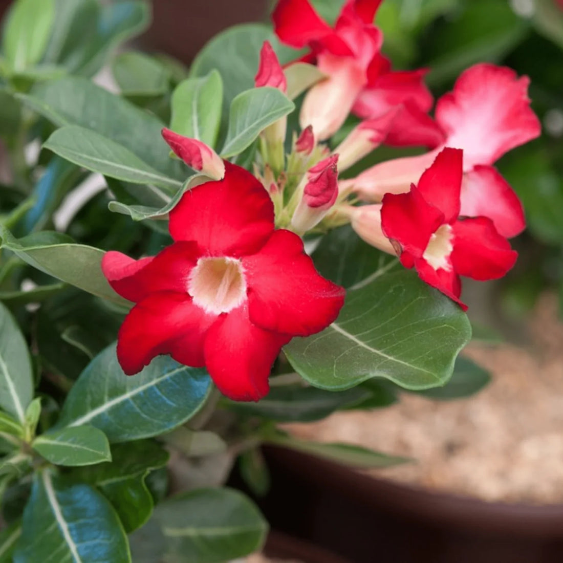 Red Adenium flower seeds