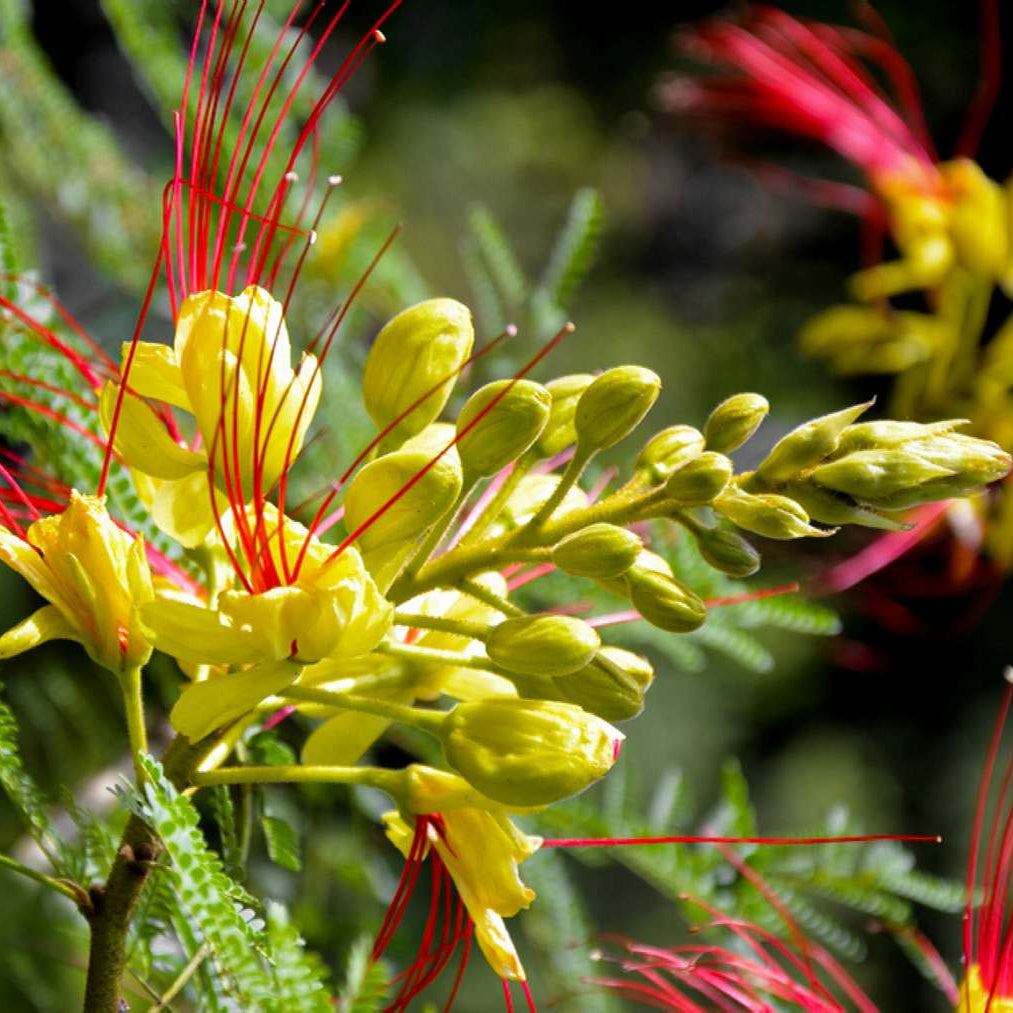 Bird of Paradise plant