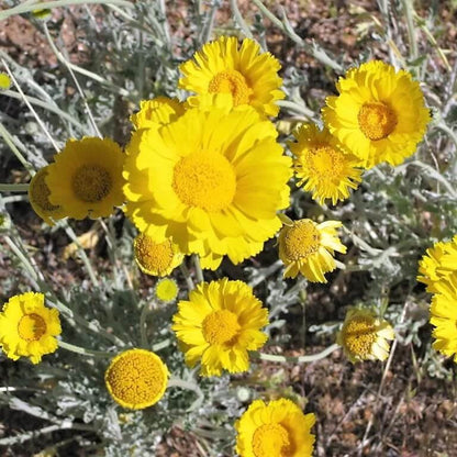 Multiradiata Desert Marigold plant