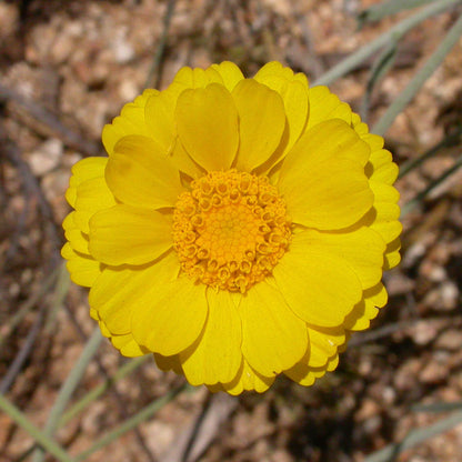 Multiradiata Desert Marigold plant