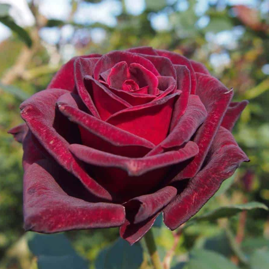 Red Desert Rose plant