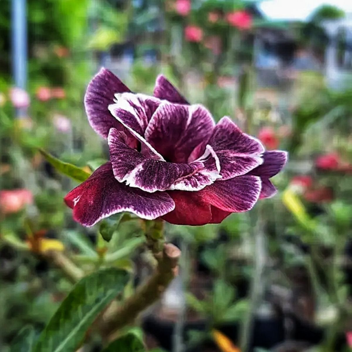 Red Desert Rose plant