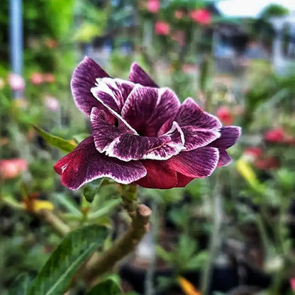 Red Desert Rose plant