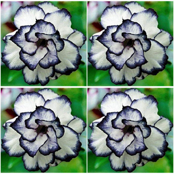White Desert Rose plant