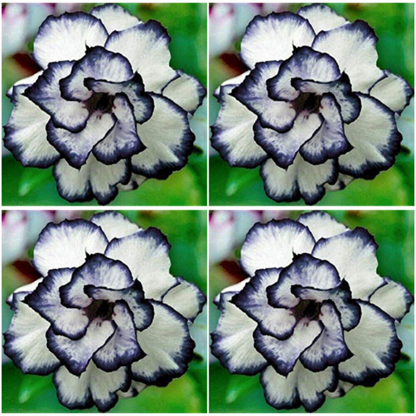 White Desert Rose plant