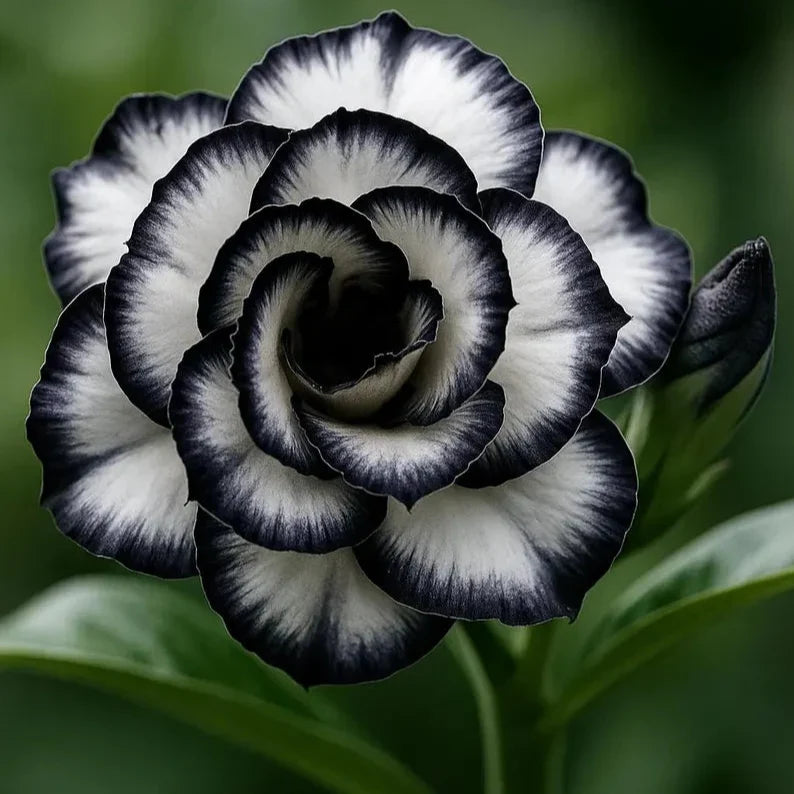 White Desert Rose plant