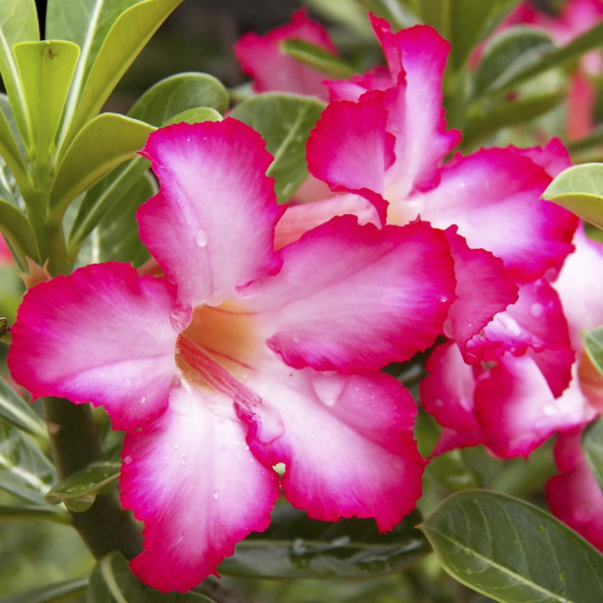Obesum Desert Rose plant