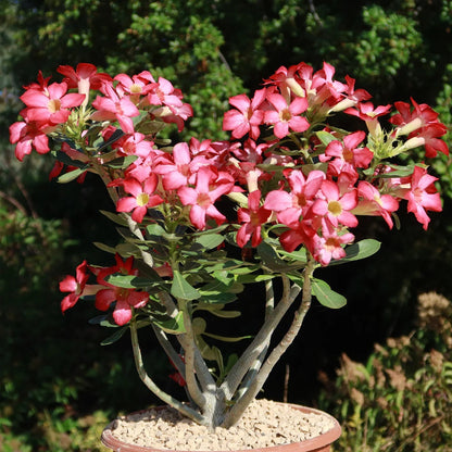 Succulent Desert Rose plant
