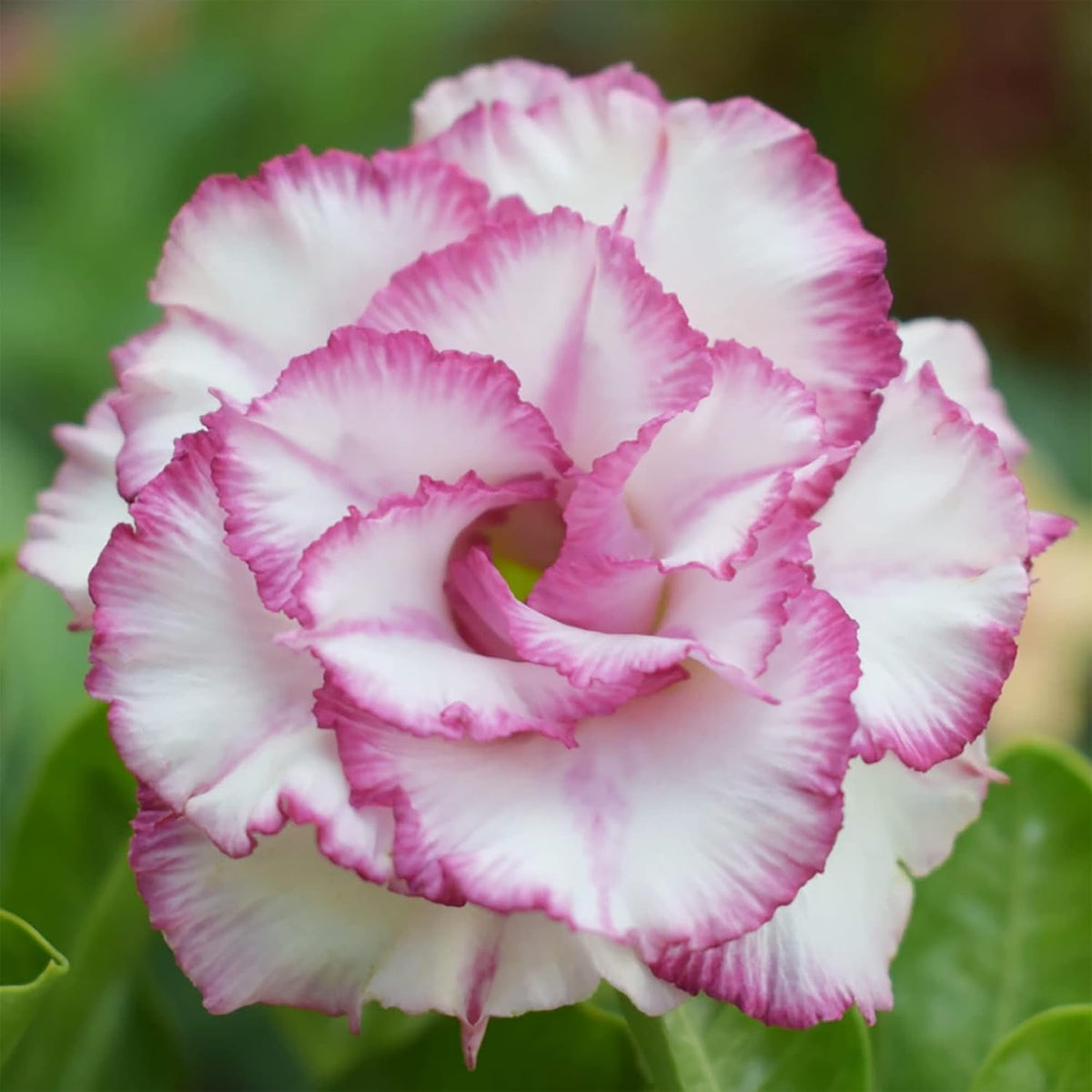 White Desert Rose plant