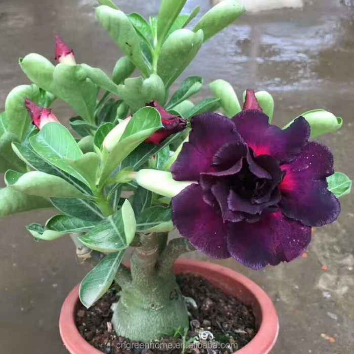Black Desert Rose plant