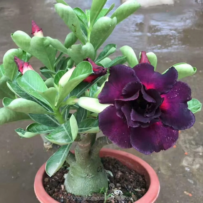 Black Desert Rose plant