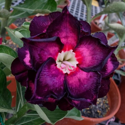 Black Desert Rose plant