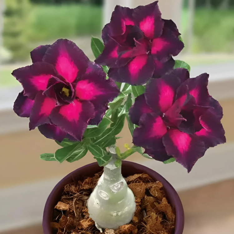 Black Desert Rose plant