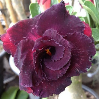 Red Desert Rose plant