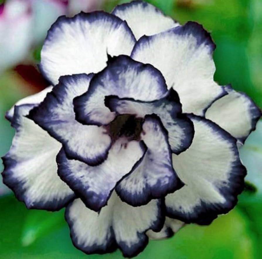White Desert Rose plant