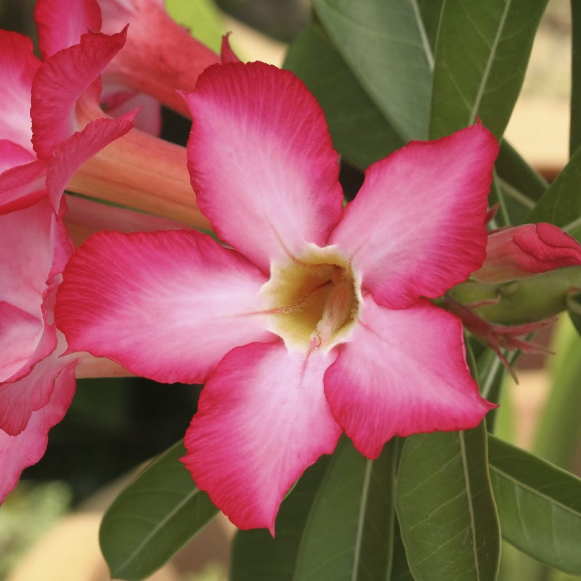 Obesum Desert Rose plant