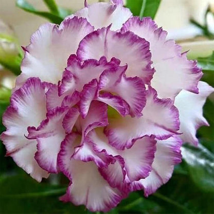 Purple Desert Rose plant