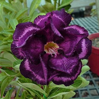 Purple Desert Rose plant