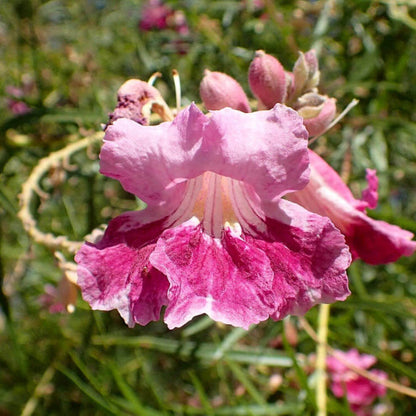 linearis Desert Willow plant