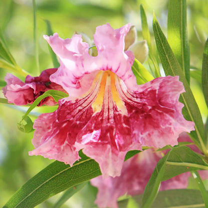 linearis Desert Willow plant