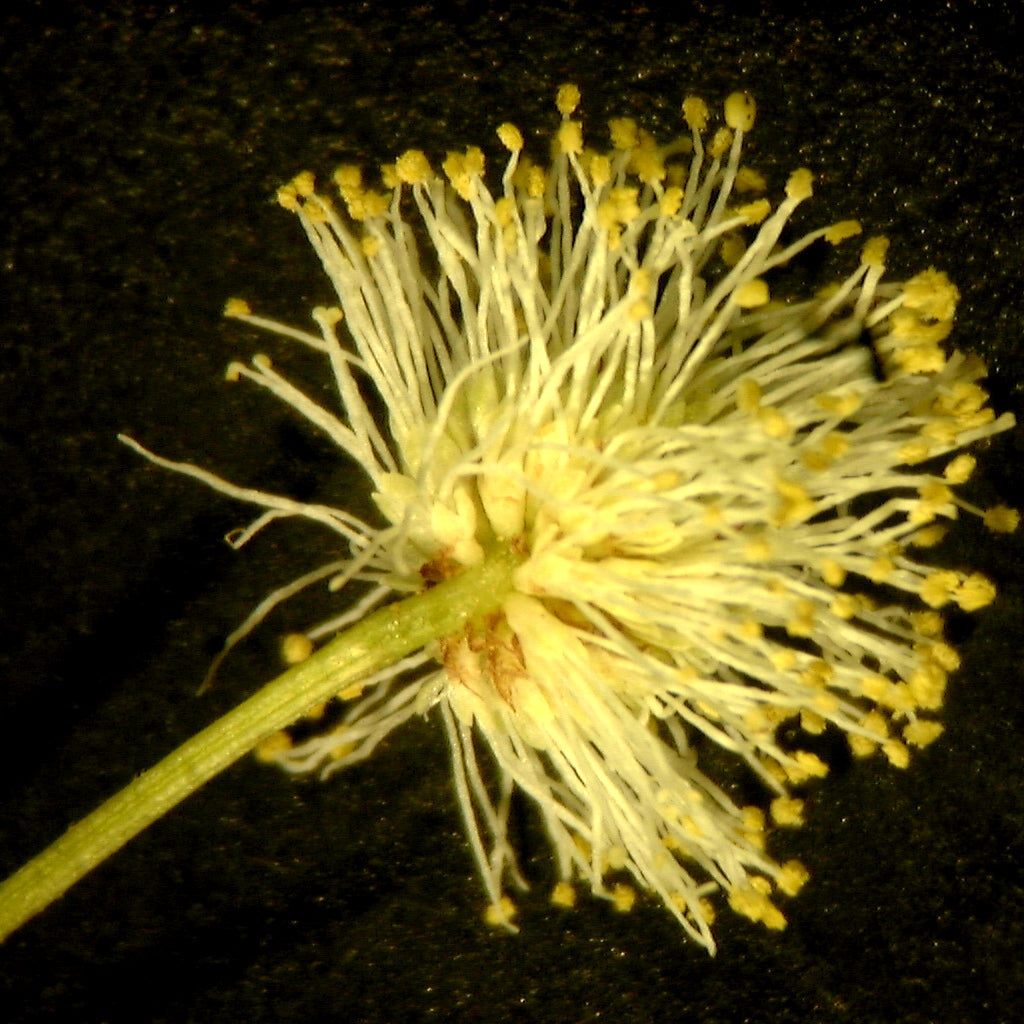 Yellow Illinois flower seeds