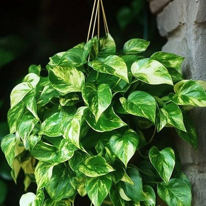 Devil’s Ivy plant
