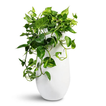 Devil’s Ivy plant