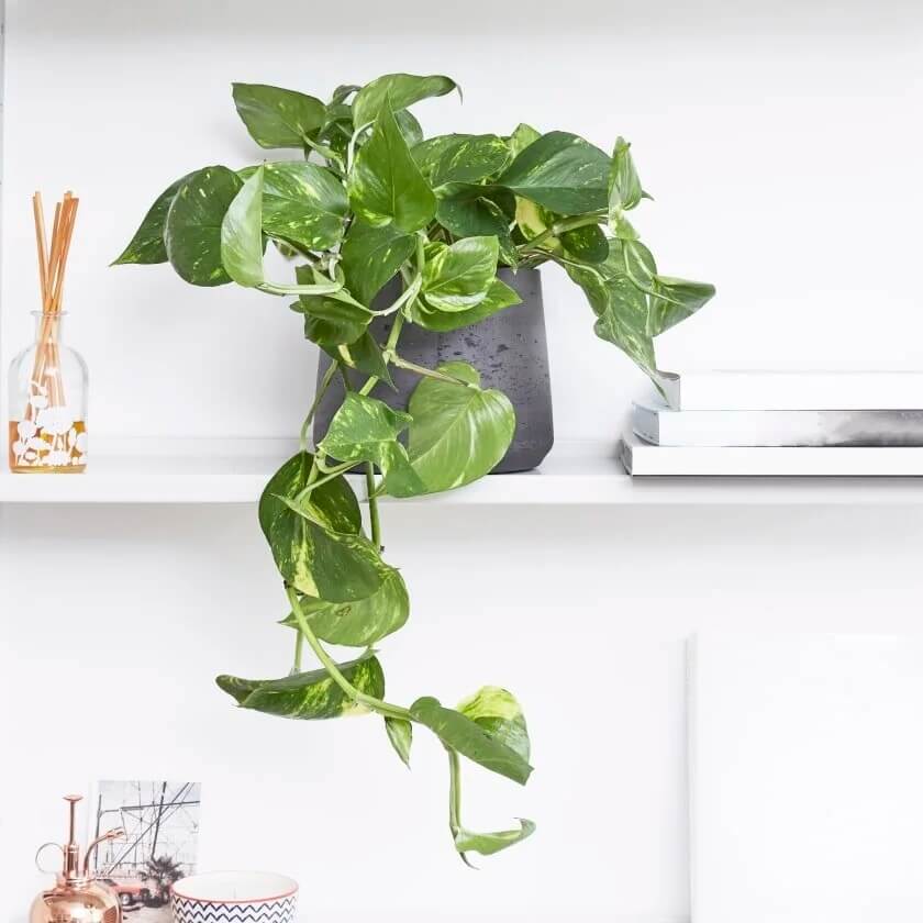 Devil’s Ivy plant