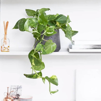 Devil’s Ivy plant