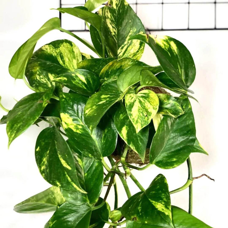 Devil’s Ivy plant