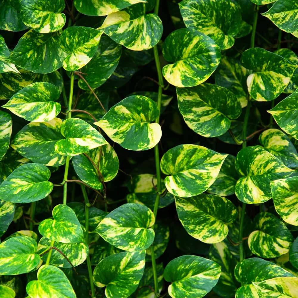 Devil’s Ivy plant