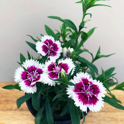 Purple And flower seeds