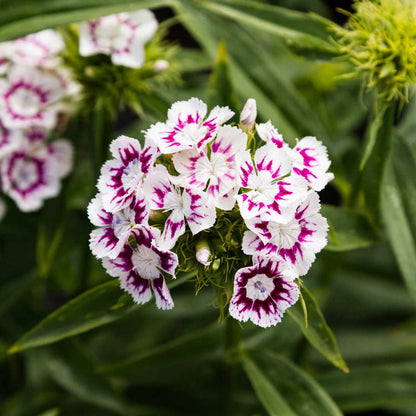 Pink and White Dianthus Flower Seeds for Planting – Heirloom Non-GMO Garden Seeds