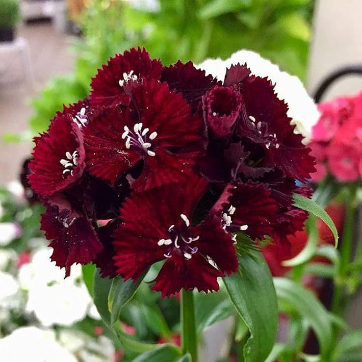 Maroon Dianthus flower seeds